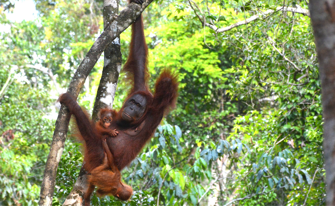 Meningkatnya pengelolaan area konservasi dengan dampak positif terhadap keanekaragaman hayati